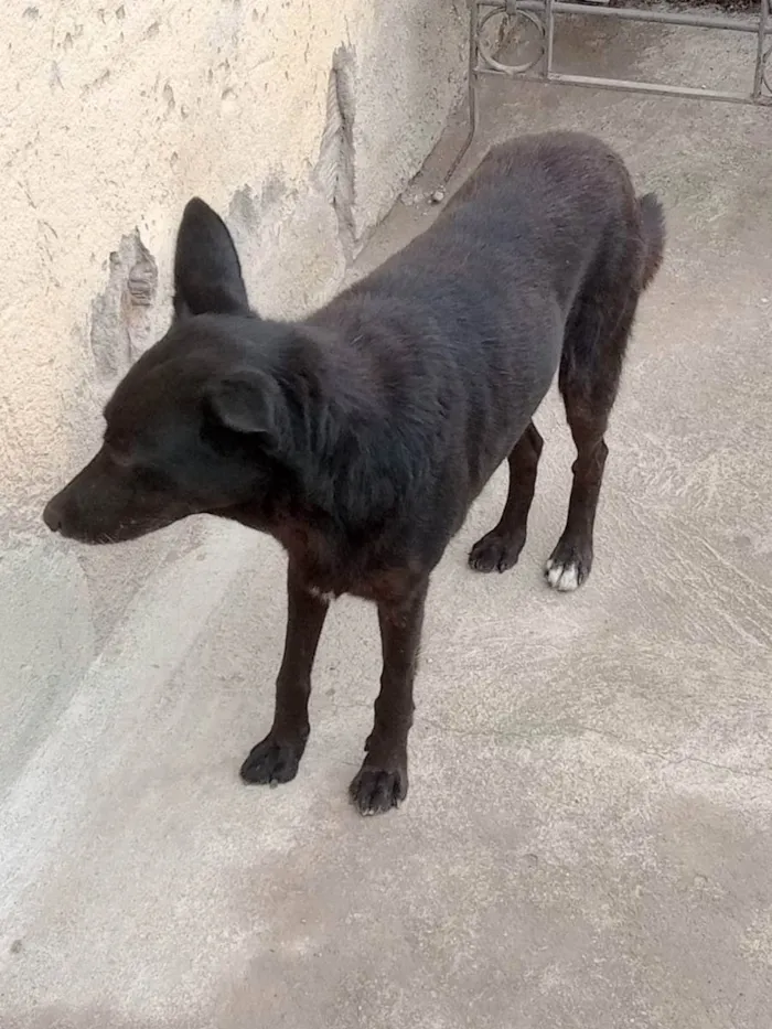 Cachorro ra a SRD idade 6 ou mais anos nome Iron
