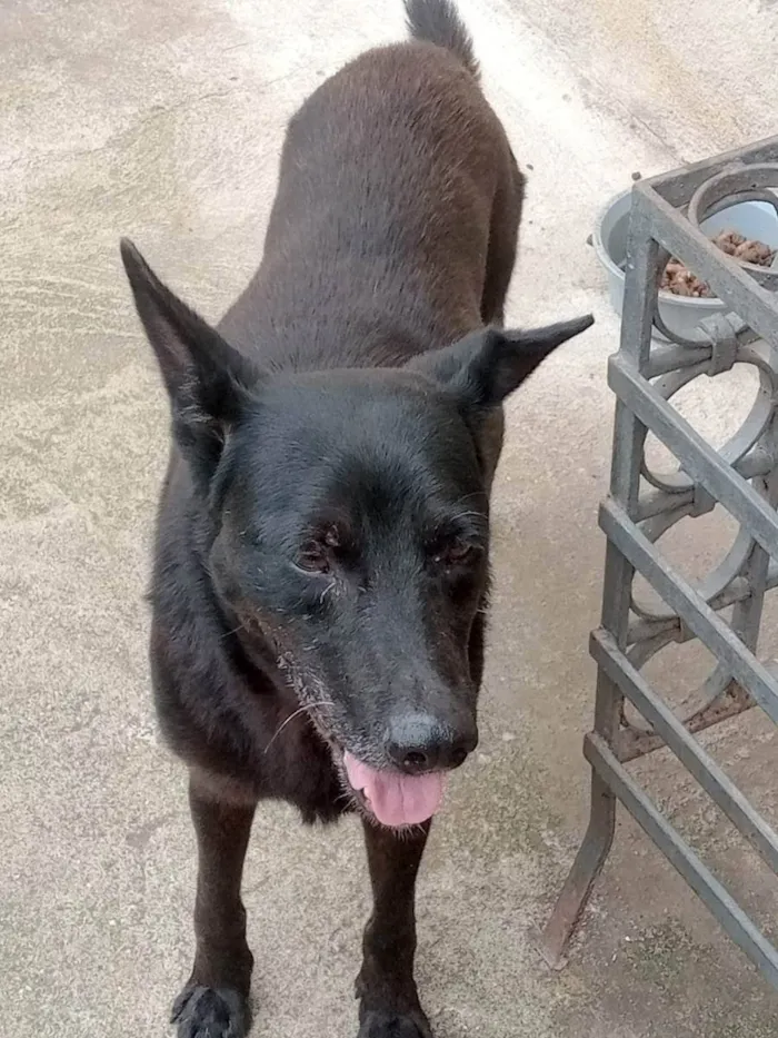 Cachorro ra a SRD idade 6 ou mais anos nome Iron