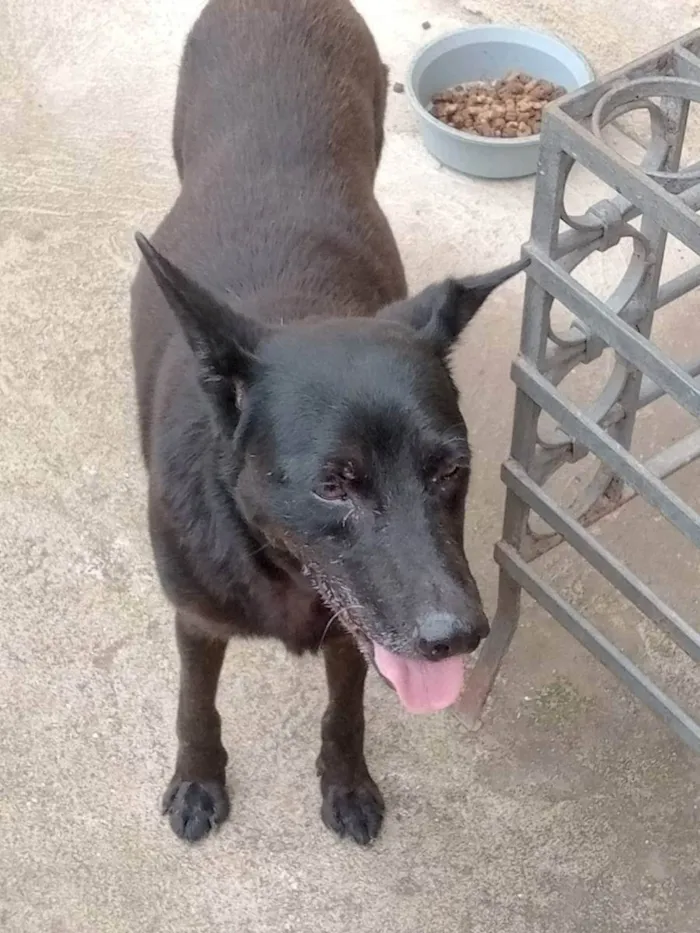Cachorro ra a SRD idade 6 ou mais anos nome Iron