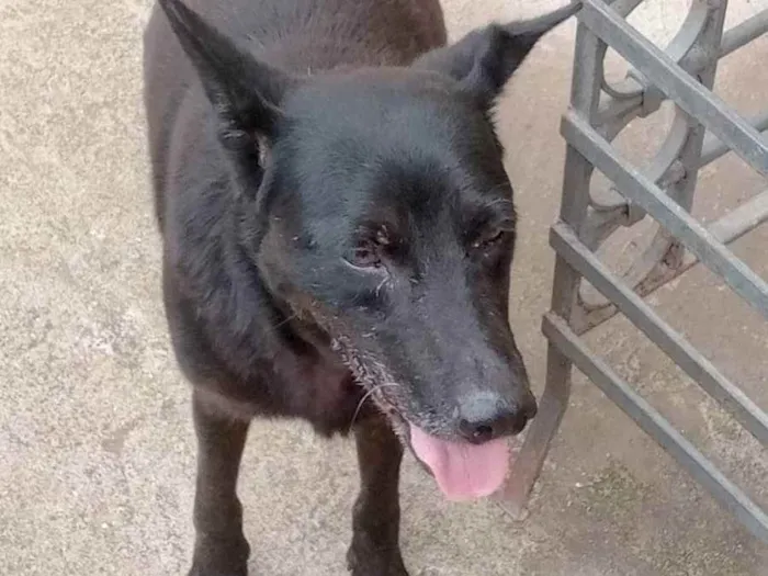 Cachorro ra a SRD idade 6 ou mais anos nome Iron
