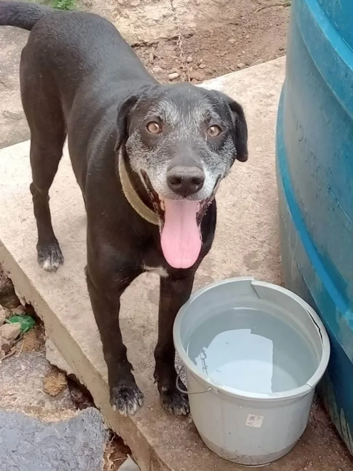 Cachorro ra a SRD idade 6 ou mais anos nome Ranier