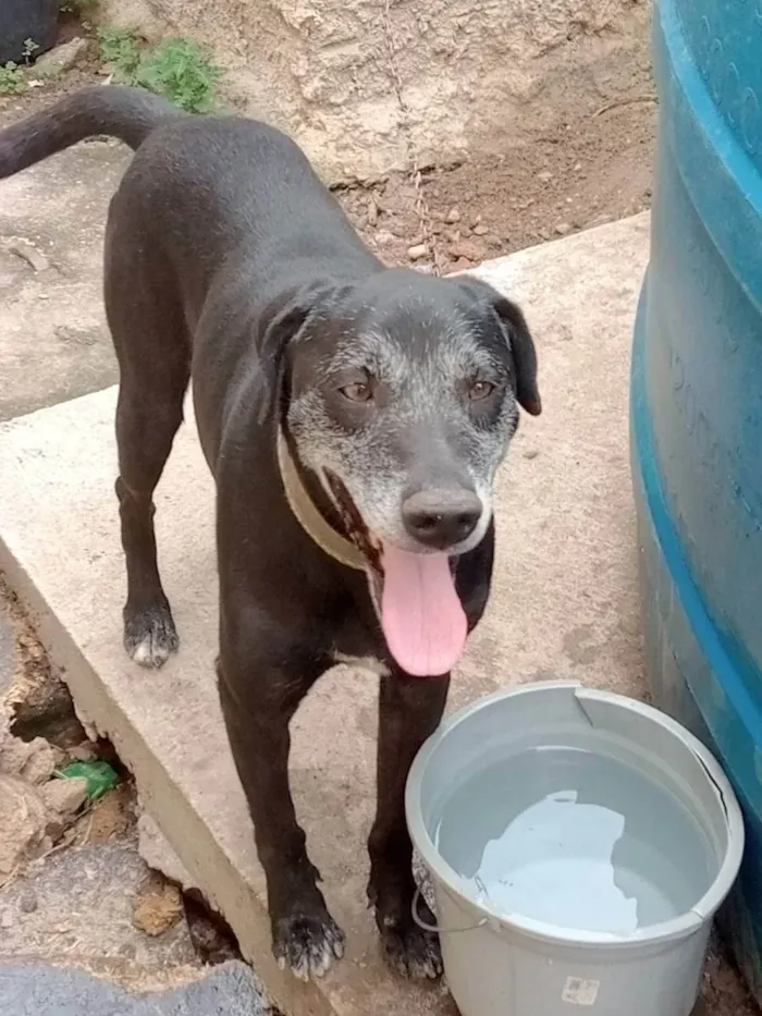 Cachorro ra a SRD idade 6 ou mais anos nome Ranier