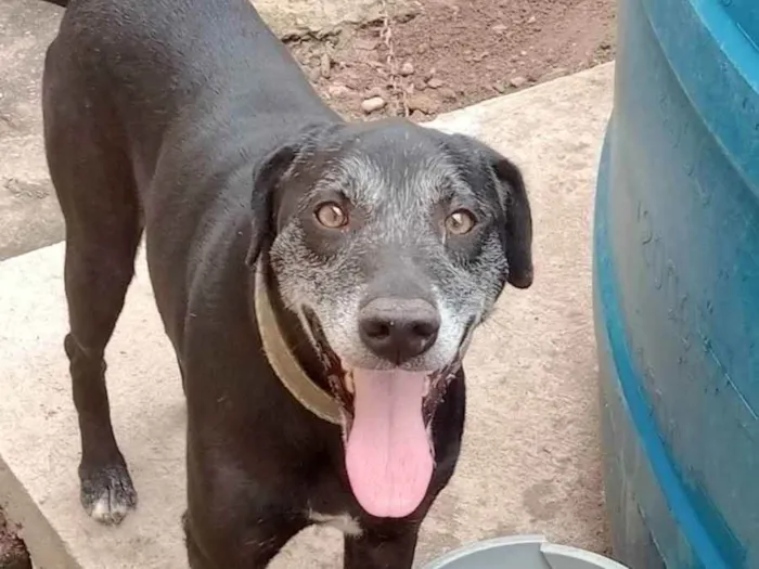 Cachorro ra a SRD idade 6 ou mais anos nome Ranier