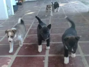 Cachorro raça cruzamento husk siberiano[mãe] idade Abaixo de 2 meses nome sem nomes