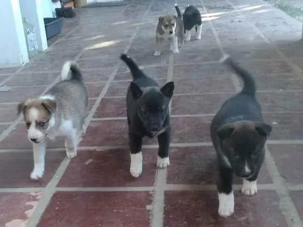 Cachorro ra a cruzamento husk siberiano[mãe] idade Abaixo de 2 meses nome sem nomes