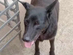 Cachorro raça SRD idade 6 ou mais anos nome Iron