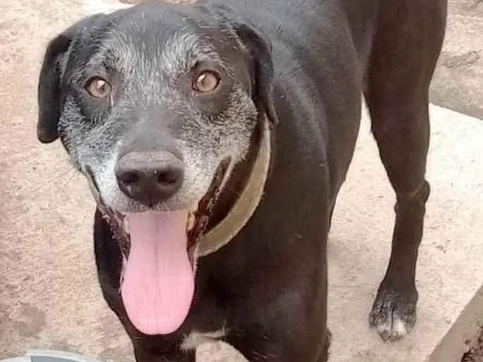 Cachorro ra a SRD idade 6 ou mais anos nome Ranier