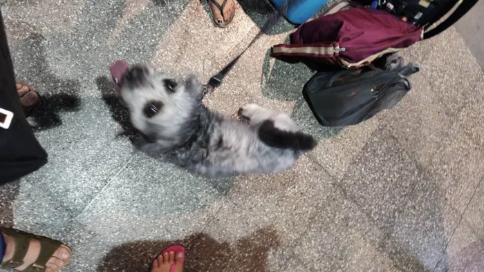 Cachorro raça Poodle idade 2 anos nome Luck