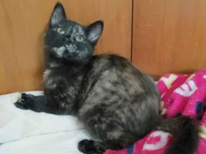 Gato raça Srd idade 2 a 6 meses nome Mini mini