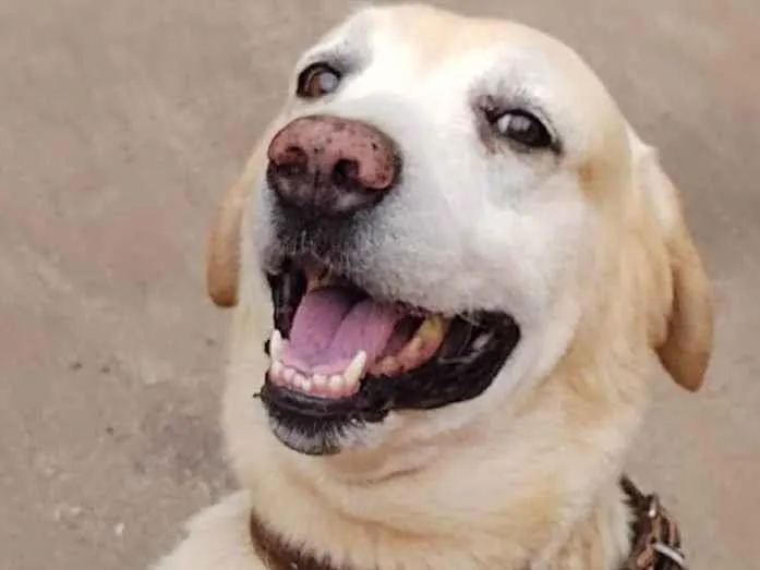 Cachorro ra a Labrador idade 6 ou mais anos nome Max