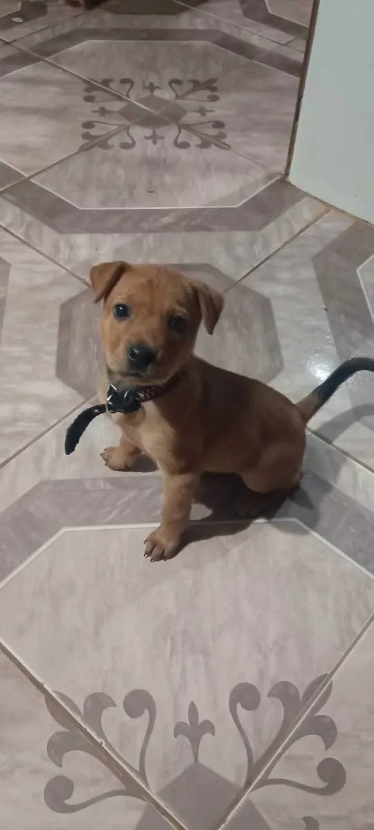 Cachorro ra a Vira lata idade Abaixo de 2 meses nome Pandora