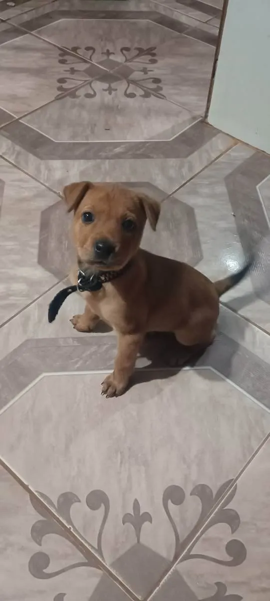 Cachorro ra a Vira lata idade Abaixo de 2 meses nome Pandora