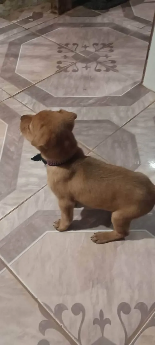 Cachorro ra a Vira lata idade Abaixo de 2 meses nome Pandora