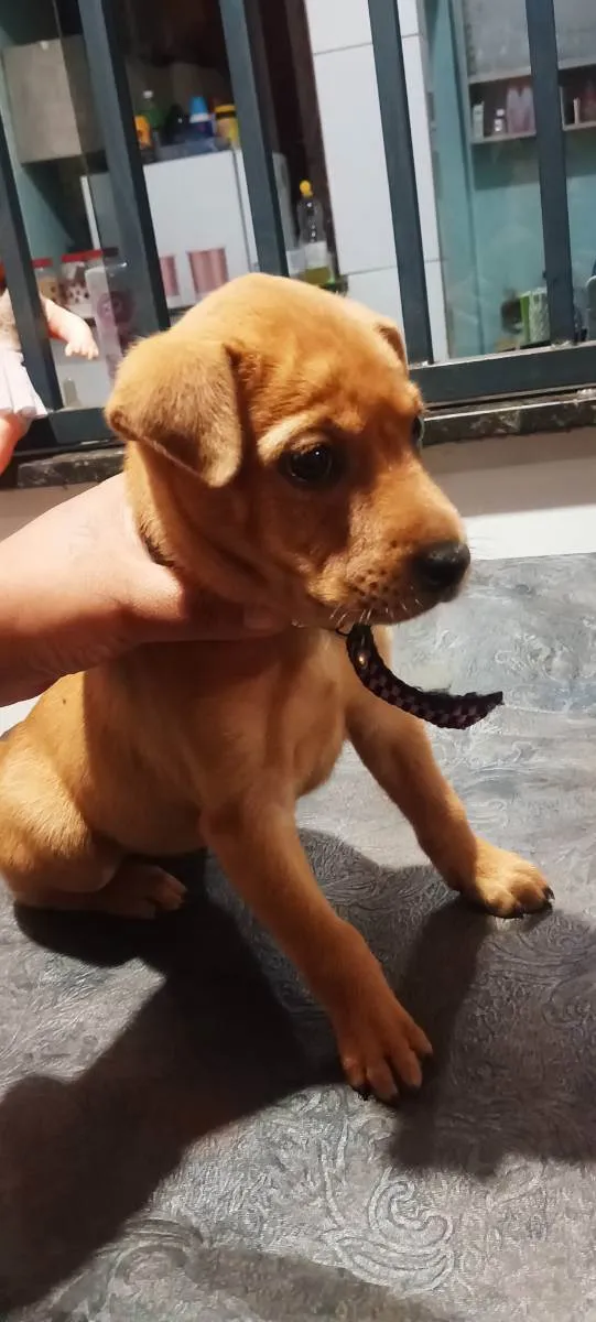 Cachorro ra a Vira lata idade Abaixo de 2 meses nome Pandora