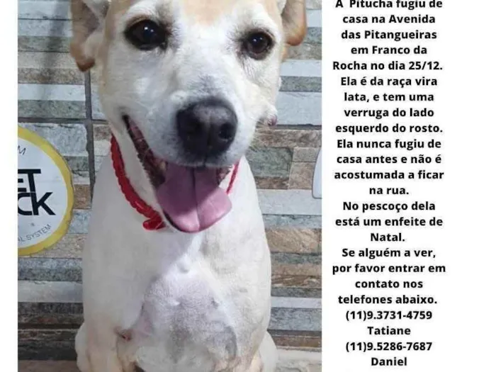 Cachorro ra a Vira lata  idade 6 ou mais anos nome Pitucha 