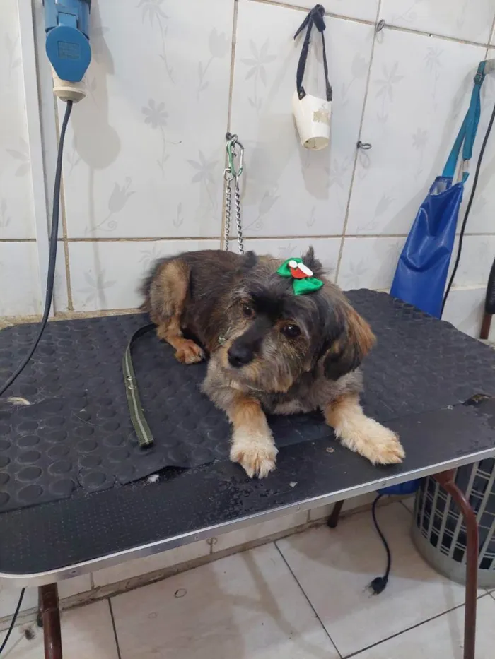 Cachorro raça Mista   idade 2 anos nome Não tem nome
