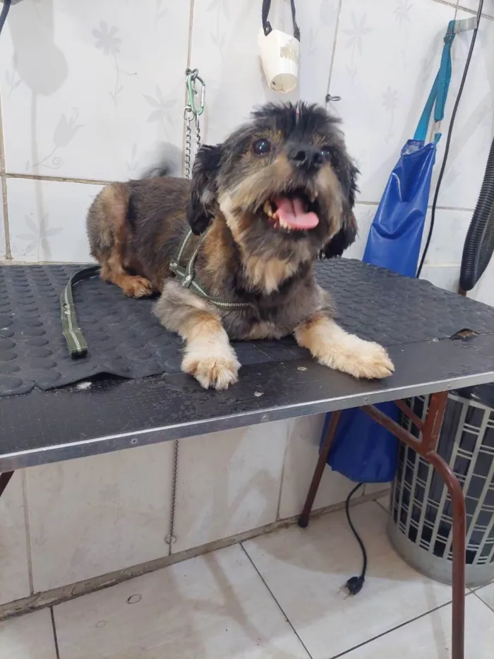Cachorro raça Mista   idade 2 anos nome Não tem nome