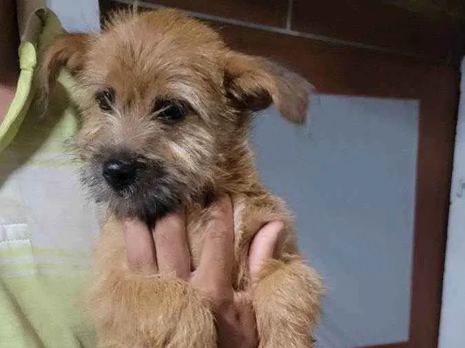 Cachorro raça srd, mas pode ser de raca idade 2 a 6 meses nome Julie