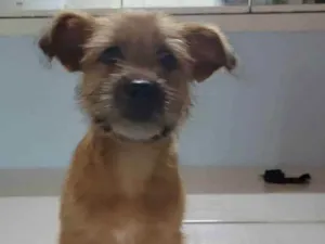 Cachorro raça srd, mas pode ser de raca idade 2 a 6 meses nome Julie