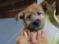 Cachorro raça srd, mas pode ser de raca idade 2 a 6 meses nome Julie