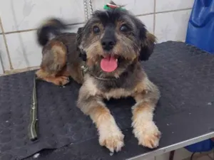 Cachorro raça Mista   idade 2 anos nome Não tem nome