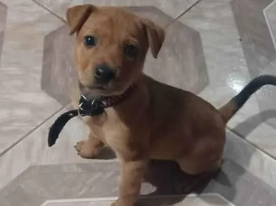 Cachorro ra a Vira lata idade Abaixo de 2 meses nome Pandora