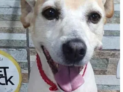 Cachorro raça Vira lata  idade 6 ou mais anos nome Pitucha 