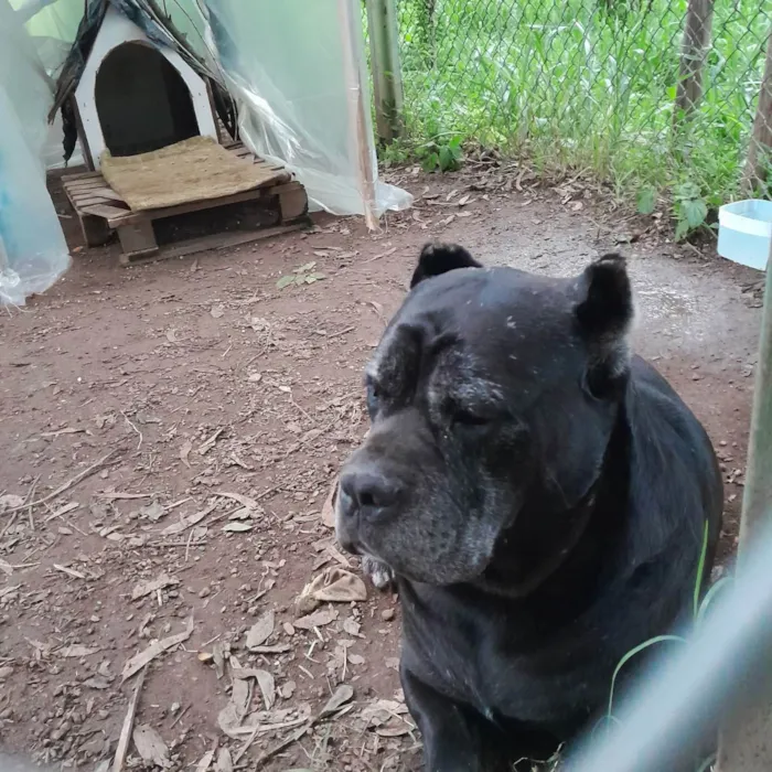 Cachorro ra a Cane Corso  idade 6 ou mais anos nome Não sei