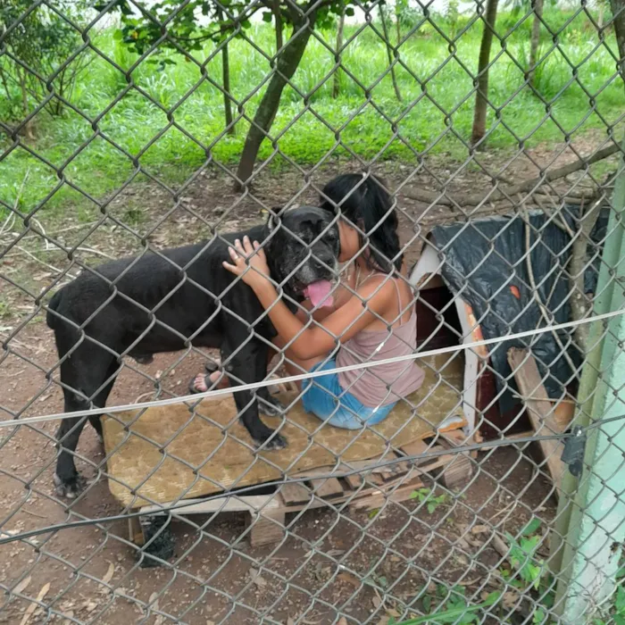 Cachorro ra a Cane Corso  idade 6 ou mais anos nome Não sei