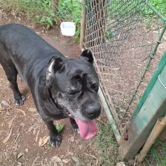 Cachorro ra a Cane Corso  idade 6 ou mais anos nome Não sei