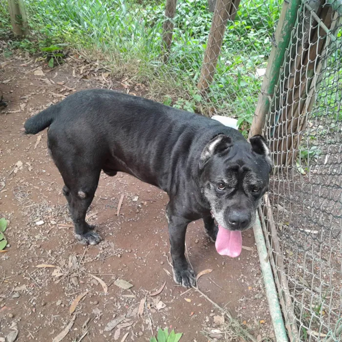 Cachorro ra a Cane Corso  idade 6 ou mais anos nome Não sei