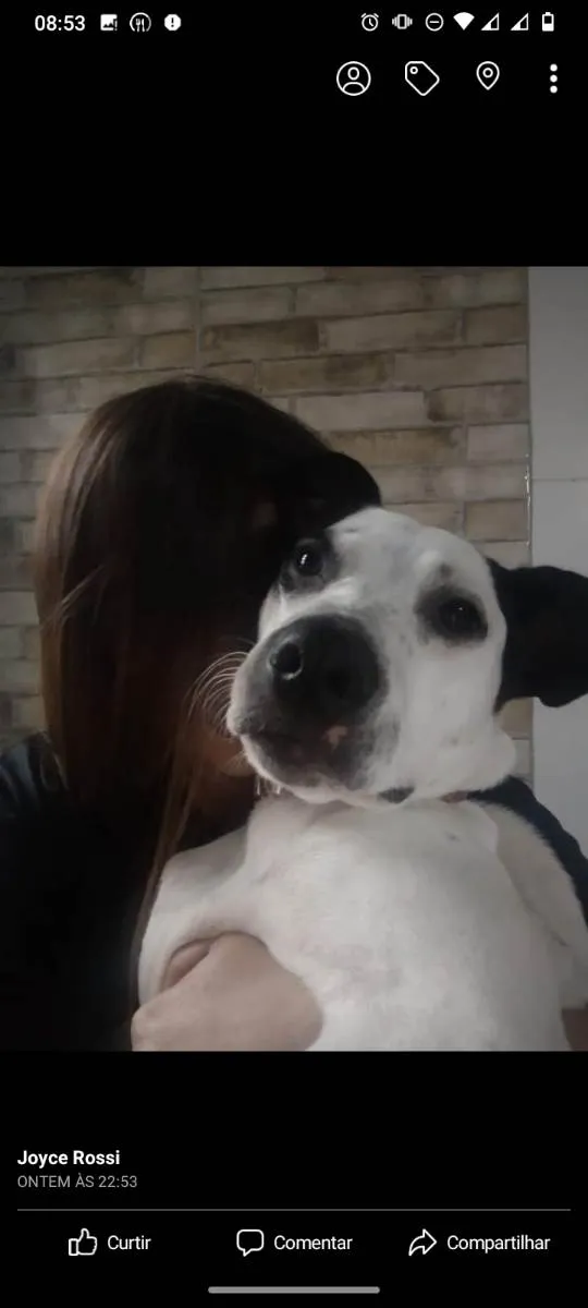 Cachorro ra a Mistura de SRD e Pitbull  idade 7 a 11 meses nome Zayra