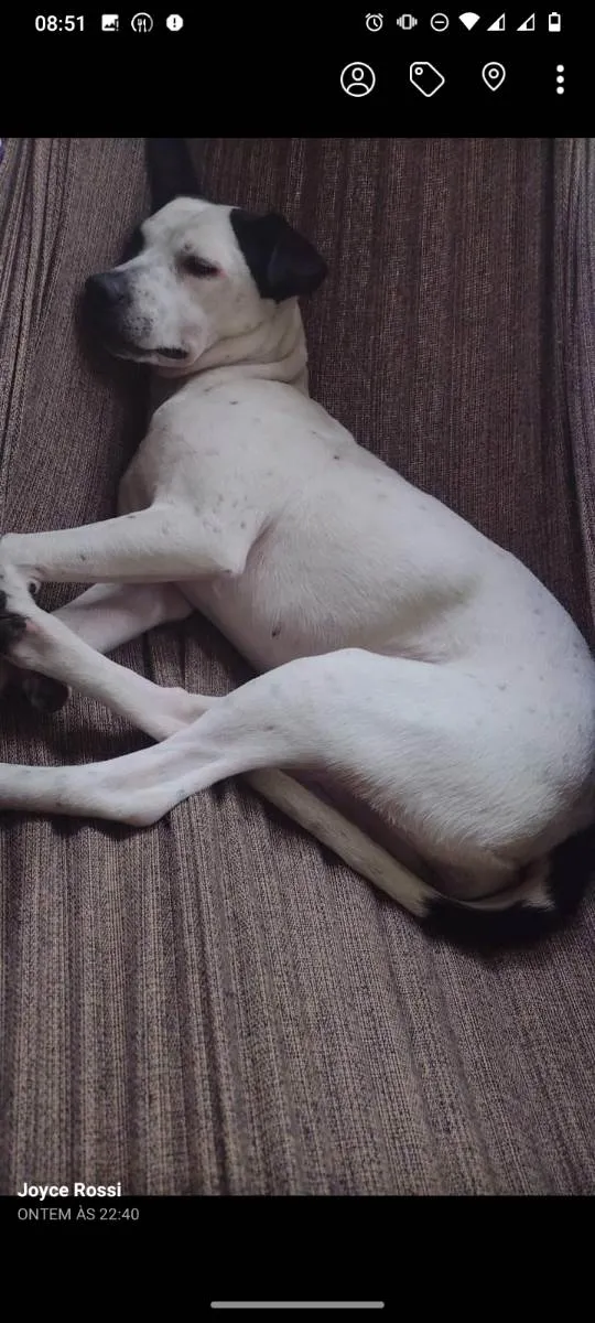 Cachorro ra a Mistura de SRD e Pitbull  idade 7 a 11 meses nome Zayra