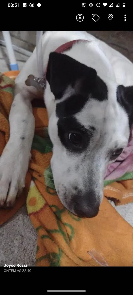 Cachorro ra a Mistura de SRD e Pitbull  idade 7 a 11 meses nome Zayra