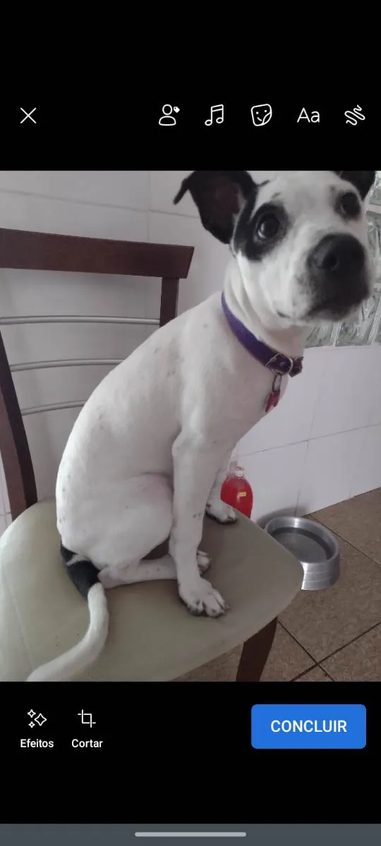 Cachorro ra a Mistura de SRD e Pitbull  idade 7 a 11 meses nome Zayra