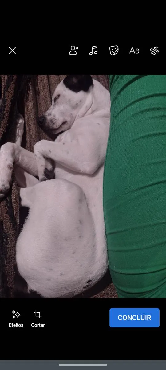 Cachorro ra a Mistura de SRD e Pitbull  idade 7 a 11 meses nome Zayra