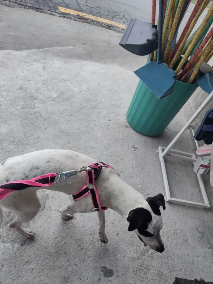 Cachorro ra a Mistura de SRD e Pitbull  idade 7 a 11 meses nome Zayra