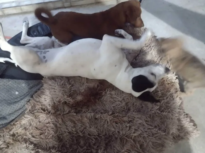 Cachorro ra a Mistura de SRD e Pitbull  idade 7 a 11 meses nome Zayra