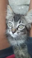 Gato raça Indefinida idade 2 a 6 meses nome Sem nome