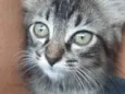 Gato raça Indefinida idade 2 a 6 meses nome Sem nome