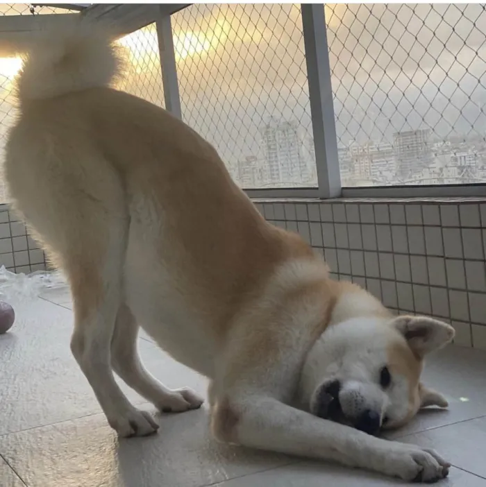 Cachorro ra a Akita  idade 3 anos nome Marley 