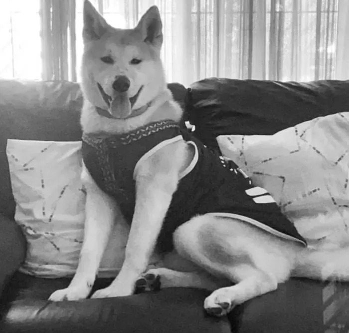 Cachorro ra a Akita  idade 3 anos nome Marley 