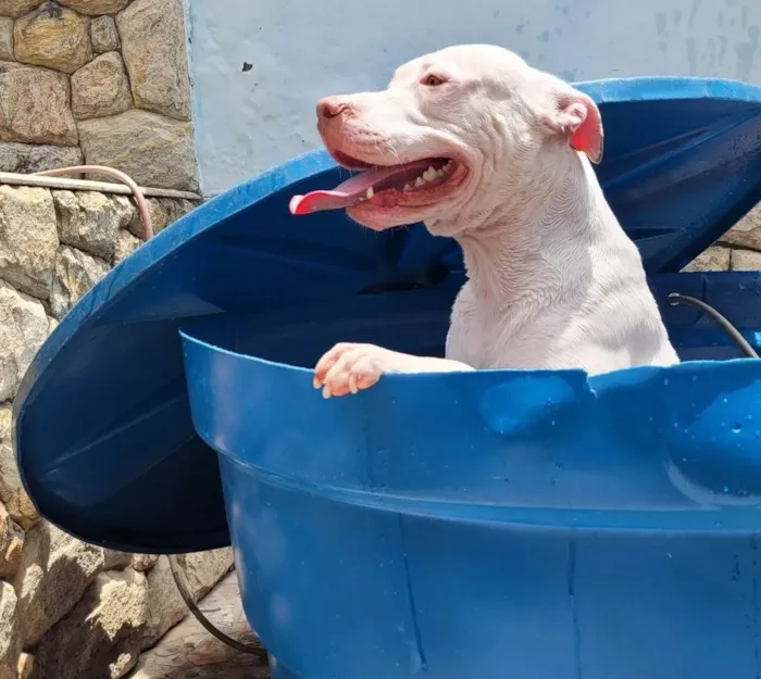 Cachorro ra a Pitbull  idade 1 ano nome Luke