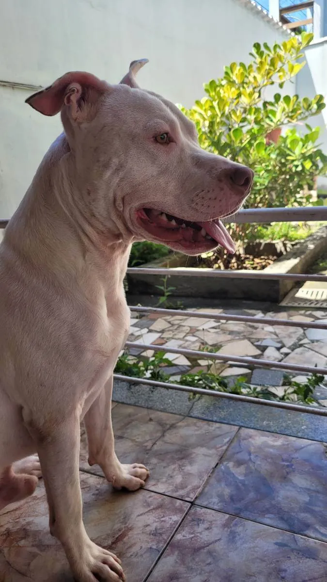 Cachorro ra a Pitbull  idade 1 ano nome Luke