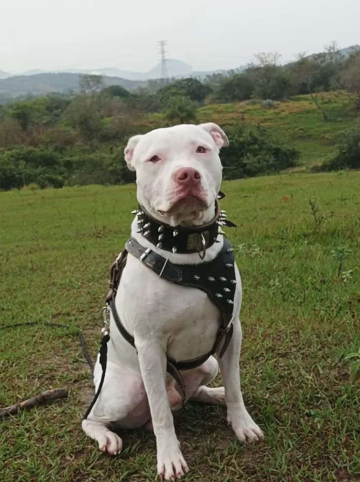 Cachorro ra a Pitbull  idade 1 ano nome Luke