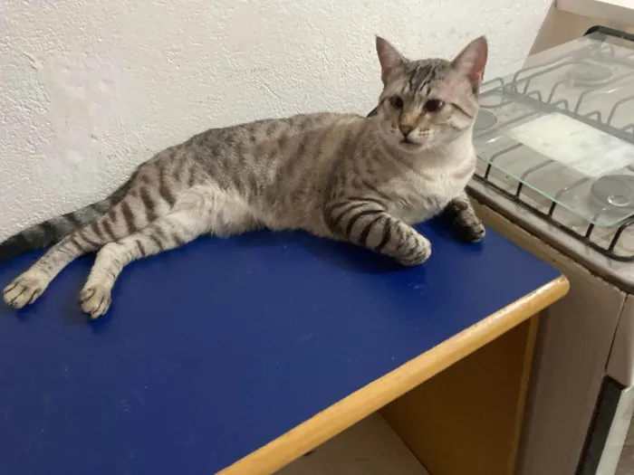 Gato ra a  idade 1 ano nome Remy