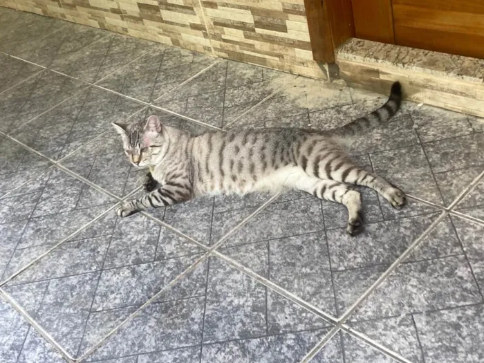 Gato ra a  idade 1 ano nome Remy