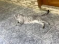 Remy
