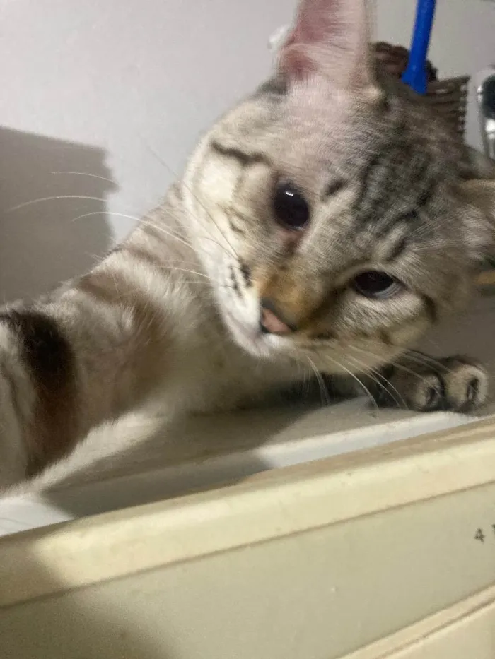 Gato ra a  idade 1 ano nome Remy