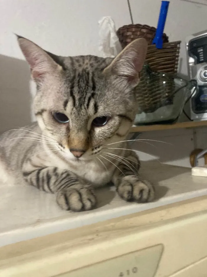 Gato ra a  idade 1 ano nome Remy